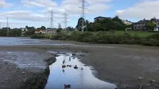 Pied Shag Video