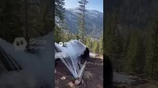 最難関のネバネバトラップに絡まってしまったクマの末路&hellip;