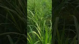 hybrid nepier grass cultivation.
