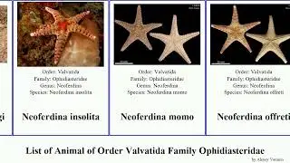 List of Animal of Order Valvatida Family Ophidiasteridae tamaria neoferdina nardoa linckia star