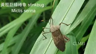 黃脛巨緣椿象&nbsp;stinkbug: Mictis serina