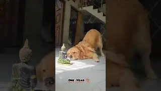 One Month to One Year golden retriever transformation #feed #transformation #pets #dog #puppy