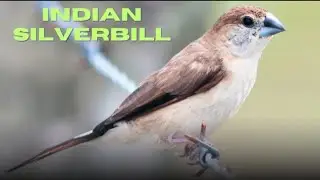 Silverbill Bird in India | Chhoti Par Khoobsurat Chidiya 🐦 | Complete Details . #birds 