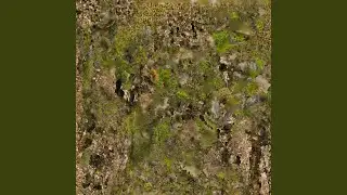 Inner Forest