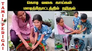 Planting vine-type vegetables | Planting vine-type vegetables