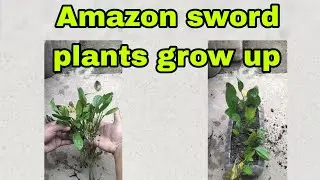 Amazon sword plants grow up #amazonswordplants #aquaticplant #blackaquaticplant