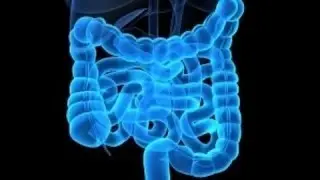 Digestible and Indigestible Carbohydrates - Prebiotics, Resistant Starch, Gut Flora