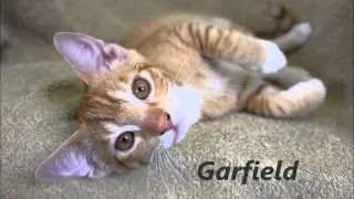 Pets from Adoption Row, HIHS Waimea, 2015 (in HD)
