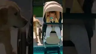 Собака спасает ребенка от нападения дикого кабана (заснято на камеру).