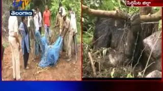 One Bear Stuck in Net | Rescue by Forest Officials | Siddipet Dist