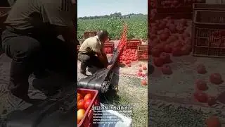 Ingenious Tomato Harvest: Simple Conveyor Belt System