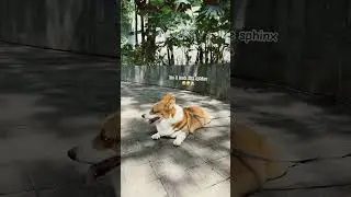 Do I look like sphinx #vlog #iocorgi #corgi #shortvideo #video #pets #cute #shorts #dog #sphinx #I