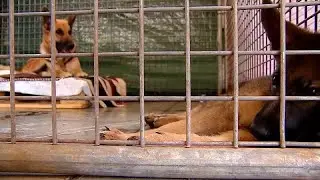 La Palma | Mascotas rescatadas bajo el volc&aacute;n