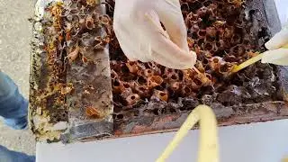 Practical at Stingless Bees Workshop at International Conference