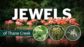 Jewels of Thane Creek