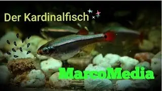Der Kardinalfisch - Tanichthys albonubes