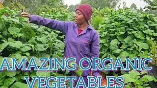 52. SEE THESE BEAUTIFUL VEGETABLES ON MULTISTOREY GARDENS | MANAGU FARMING | # GROWING VEGETABLES