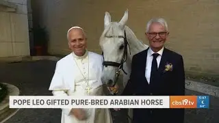 Pope Leo XIV gifted pure-bred Arabian horse