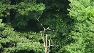 A Belted Kingfisher in Wooster Cemetery