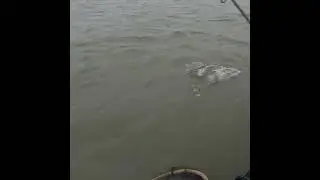 #SHORTS  LANDING A FEISTY RED DRUM ! #kayak_saltwater_fishing