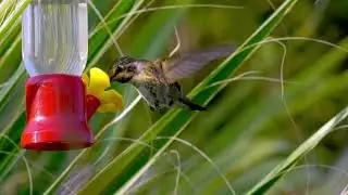 SLOW MOTION Hummingbird 120 FPS
