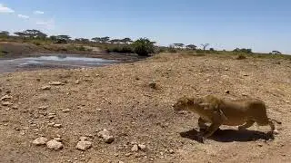 Lioness Hunting in Serengeti