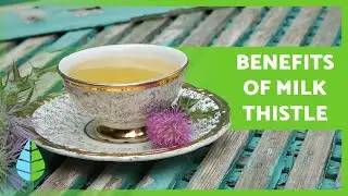 MILK THISTLE 🌿💜 Properties, BENEFITS, how to take it and contraindications!