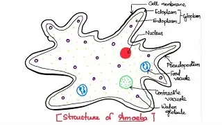 How to draw structure of Amoeba | diagram of Amoeba | Biology lebelled diagram