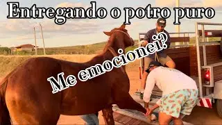 VINHERAM BUSCAR MEU POTRO