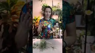 Полный гайд по уходу за тилландсией атмосферной