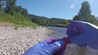 Coon Shrimp baiting your hook