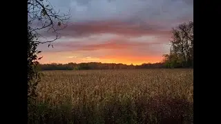 2 Hours of Relaxing Golden Wheat Fields - Relaxing Nature Sounds