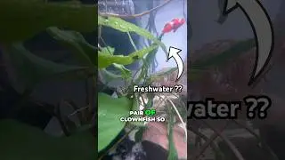 Breeding Freshwater Clownfish!?