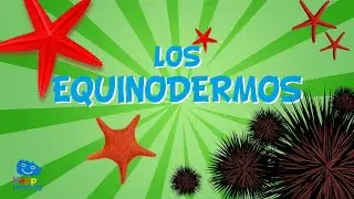 LOS EQUINODERMOS. Animales invertebrados | V&iacute;deos educativos para ni&ntilde;os