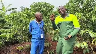 HOW MUCH CAN YOU EARN IN GROWING COFFEE??