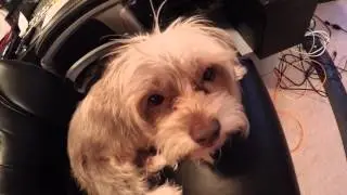 Sookie meets GoPro