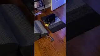 Fur child Danny 212