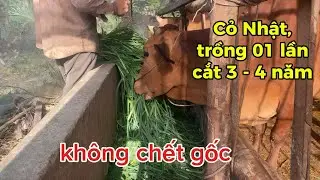 Cỏ Nhật, trồng 01 lần cắt hoài không bị chết gốc #cow #channuoi #bovobeo 