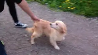 Full Grown, Miniature Golden Retriever