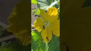 Bees are effective pollinators of fruit and vegetables #bees #backyardgarden