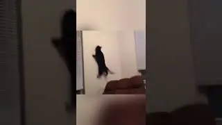 Pet Pandemonium: 🐾😂📹 #FurryFrenzy #PetLaughs #ChaosCuteness