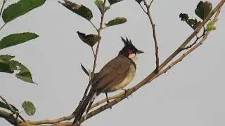 Red Crested Bulbul with voice