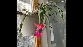 iBook Bud bloom to flower day by day videos to see whole flowering process in winter time 2026.01.01