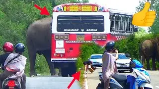 The foreign tourist who tries to remove the trash that the elephant attacked the bus with.👍🙏