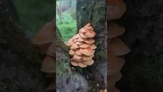 Forest Fungi @trippytippi #fungi #forestfungi #mycelium