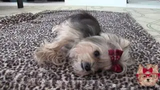 Amazing Cute Dog Tricks with Tiny Dog Misa Minnie