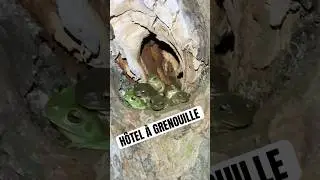 #grenouille #juliette #rainette￼￼ #batracien #mignonnerie