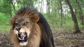 Lion Attack on Village Boy in The Forest || Lion Attack Hunter || Lion attack Stores 