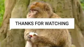 Animals love innocent animals