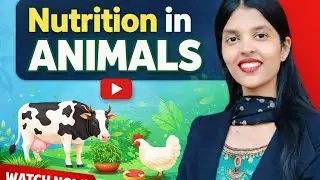 Nutrition In Animals Part01 Important Topics Cover for Class 07,08 &10 By Shreya Mam 